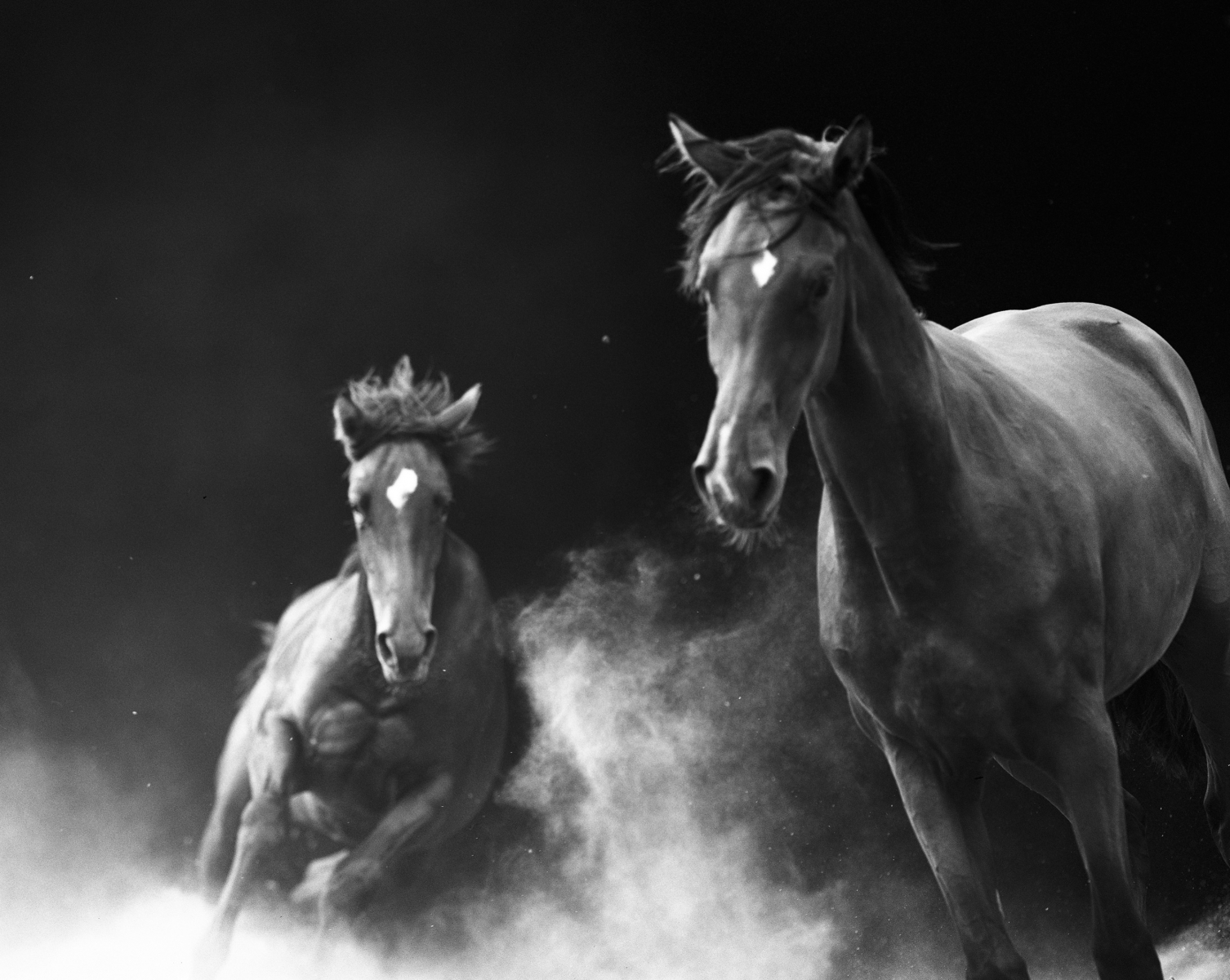 رمزيات خيول جميلة جدا صور حزينة Sad Images